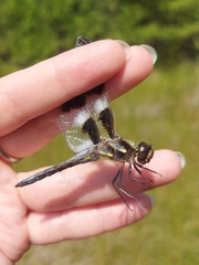 Libellula pulchella
