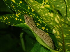 Gekkota