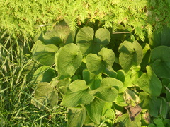 Brunnera macrophylla
