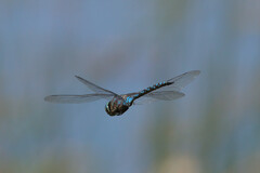 Aeshna canadensis