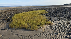 Sporobolus alterniflorus