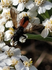 Eriothrix rufomaculata