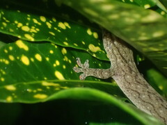Gekkota