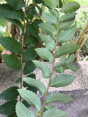Ulmus americana