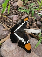 Adelpha eulalia