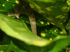 Gekkota