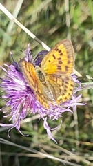 Lycaena virgaureae