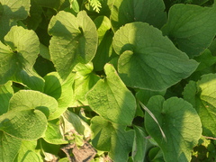 Brunnera macrophylla