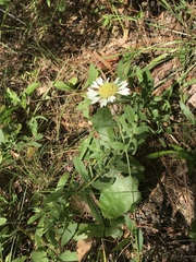 Gaillardia aestivalis winkleri