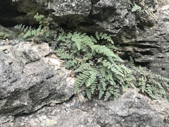 Myriopteris gracilis