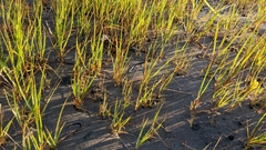 Sporobolus alterniflorus