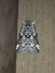Nycteola