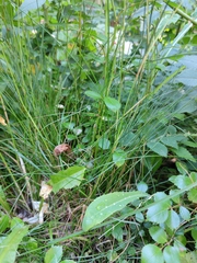 Festuca rubra commutata