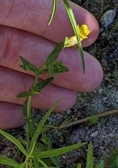 Gratiola aurea