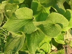 Brunnera macrophylla
