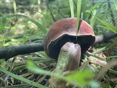 Boletus subvelutipes