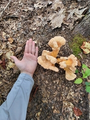Laetiporus cincinnatus