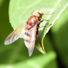 Volucella zonaria