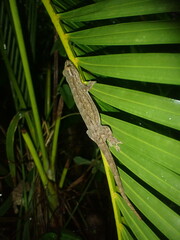 Gekkota