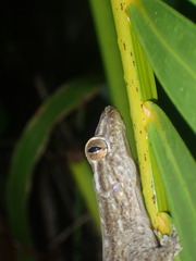 Gekkota