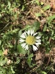 Gaillardia aestivalis winkleri