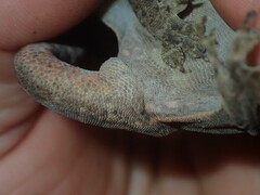 Gekkota