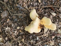 Laetiporus cincinnatus