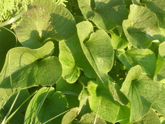 Brunnera macrophylla