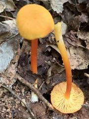 Hygrocybe cantharellus