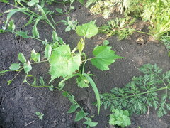 Vitis vinifera