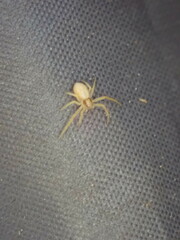 Philodromus rufus pacificus