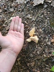 Laetiporus cincinnatus