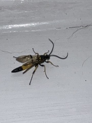 Ichneumon stramentor
