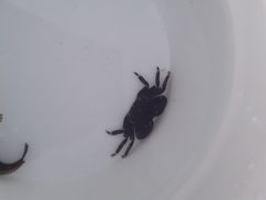 Pachygrapsus marmoratus