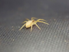 Philodromus rufus pacificus
