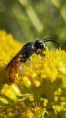 Sphecodes albilabris