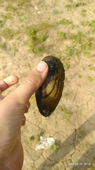 Unionidae