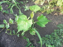 Vitis vinifera