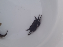 Pachygrapsus marmoratus