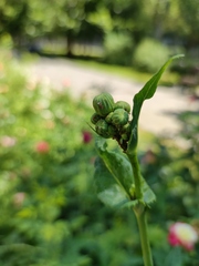 Sonchus arvensis uliginosus