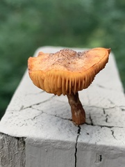 Heimiomyces tenuipes