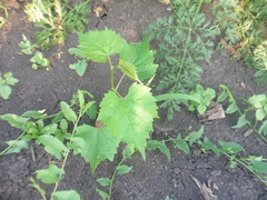 Vitis vinifera