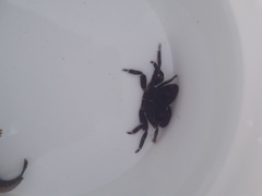 Pachygrapsus marmoratus