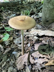 Oudemansiella furfuracea