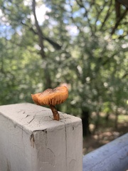 Heimiomyces tenuipes