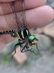Cordulegaster maculata