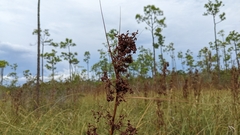 Cladium mariscus jamaicense