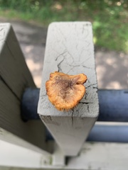 Heimiomyces tenuipes