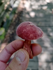 Gyroporus purpurinus