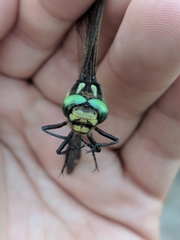 Cordulegaster maculata